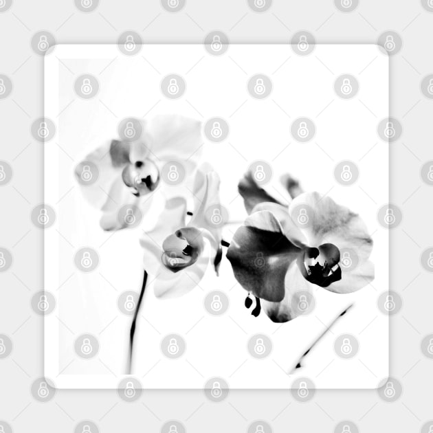 ORCHID Magnet by MAYRAREINART