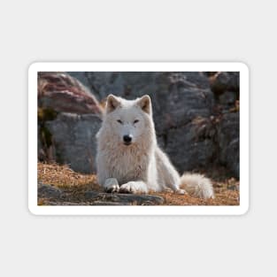 Arctic Wolf Magnet