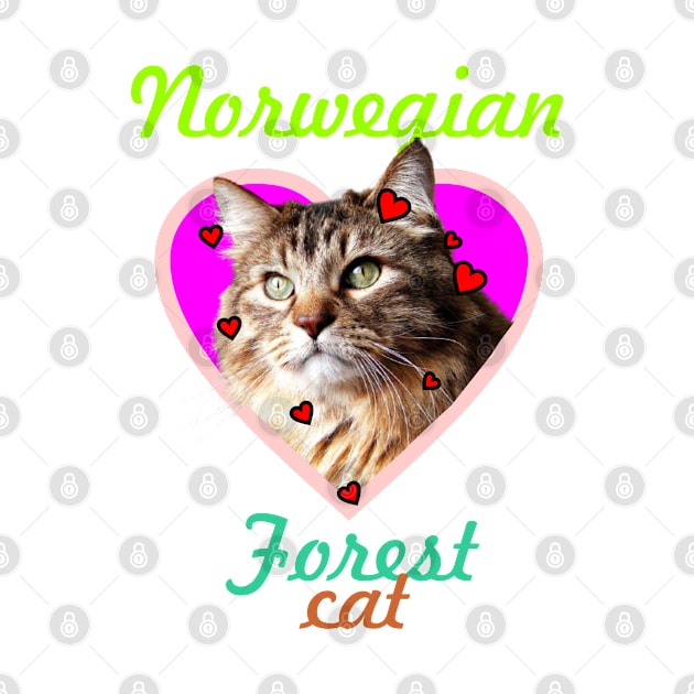 Norwegian forest cat by Carolina Cabreira