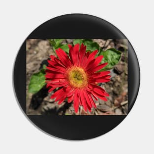 Red Gerber Daisy 2 Pin