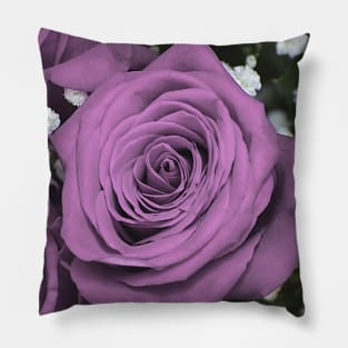 Purple rose. Pillow