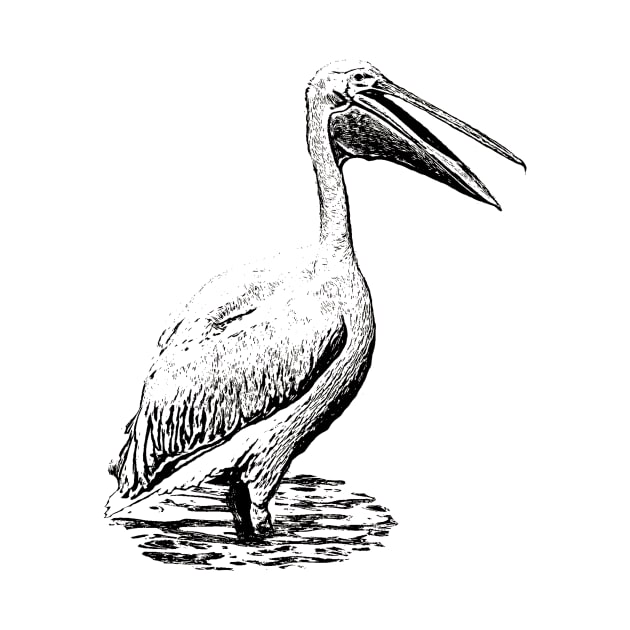 Pelican by Guardi