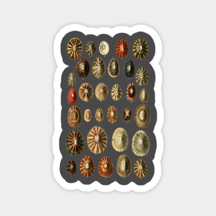 Limpet Shells Vintage Antique Scientific Natural History Illustration Magnet