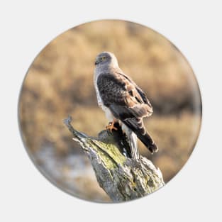 Sunlit Profile of Male Northern Harrier on Driftwood Pin