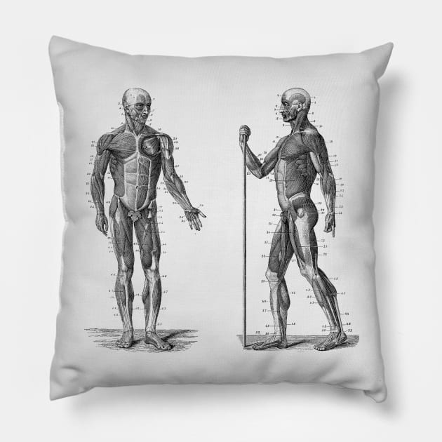 Dual View Human Muscle System - Vintage Anatomy Pillow by Vintage Anatomy Prints