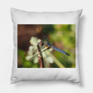 Blue dasher dragonfly (Pachydiplax longipennis) Pillow