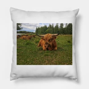 Scottish Highland Cattle Bulls 2037 Pillow