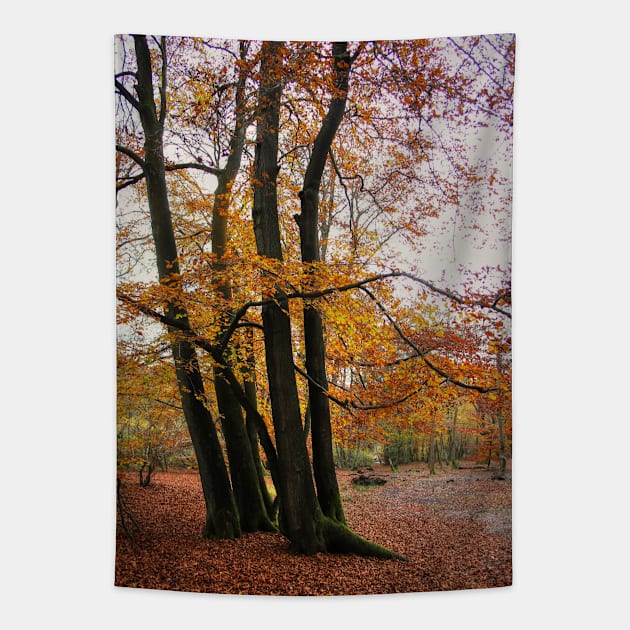 Autumn Trees Tapestry by VHS Photography