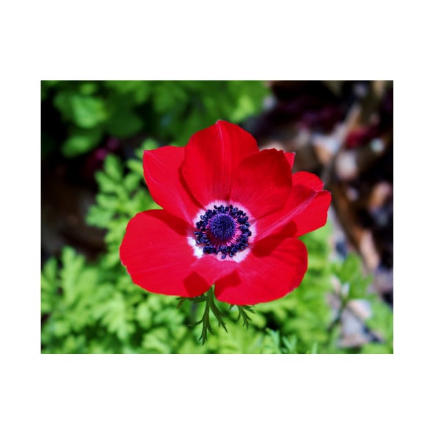 Red Anemone by Cynthia48