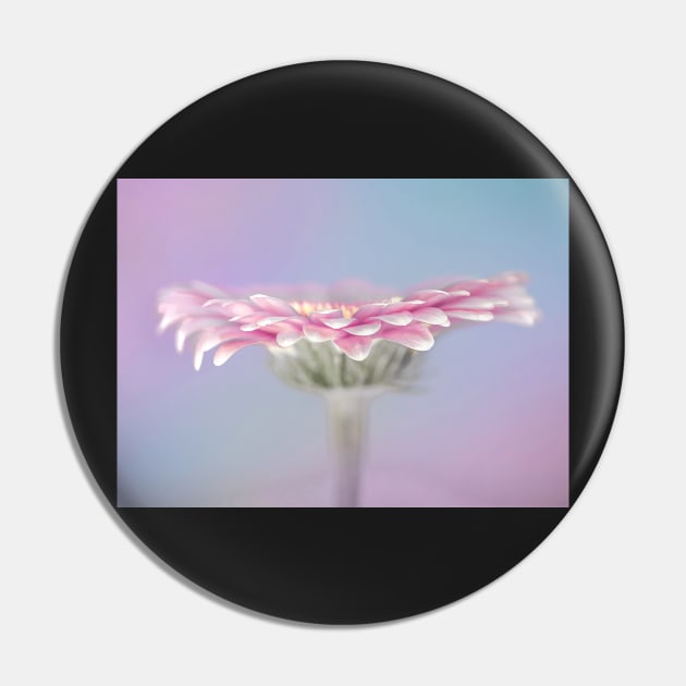 Pink Gerbera Pin by TonyNorth