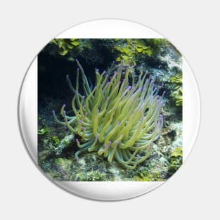 Pink Tipped Giant Sea Anemone Pin