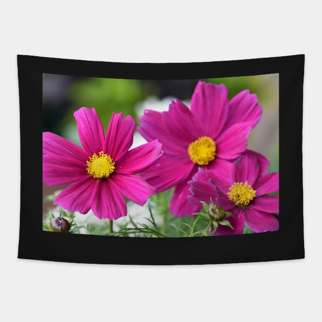 Garden Cosmos or or Mexican aster Tapestry by fantastic-designs