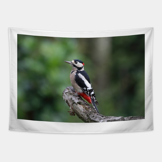 Great spotted woodpecker Tapestry by kawaii_shop