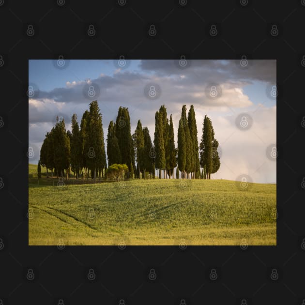 Group of cypress trees in Tuscan landscape by Dolfilms