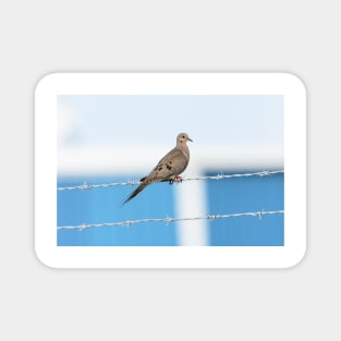 Mourning Dove on the Wire Magnet