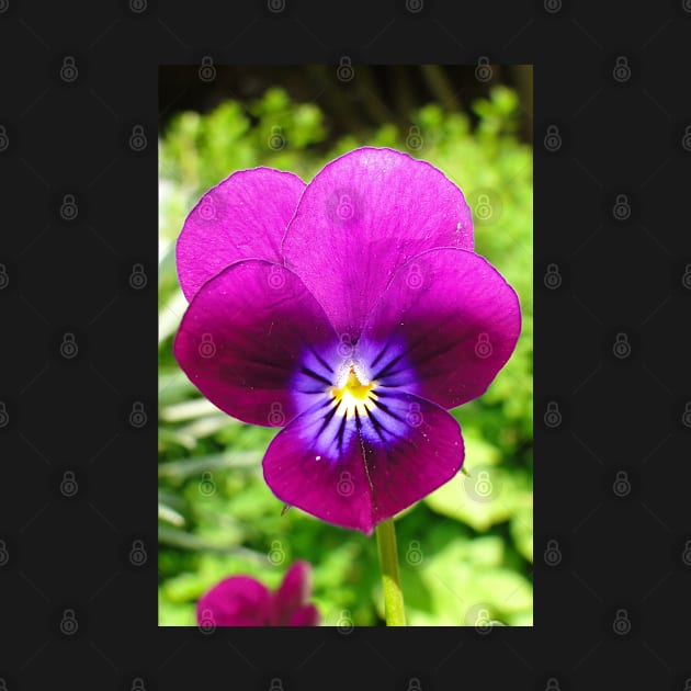 Wild Pansy by AH64D