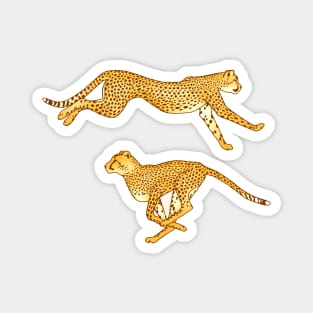 Sprinting Cheetahs Magnet