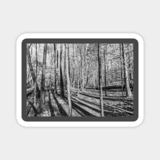 Into the Forest (BW) Magnet