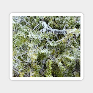 Frozen Canadian Hemlock - Freezing Rain in the Spring Magnet