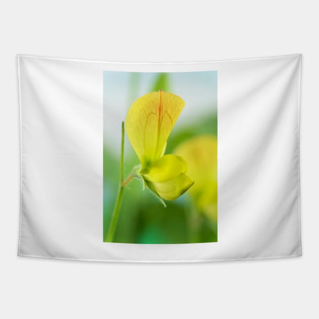 Lathyrus chloranthus  Yellow sweet pea Tapestry by chrisburrows