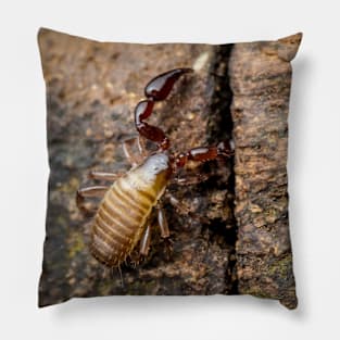 A Pseudoscorpion (Pseudoscorpionida) searching the cervice for food Pillow