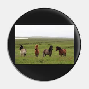 Icelandic Horses in an Open Field Pin