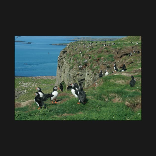 Puffins by orcadia