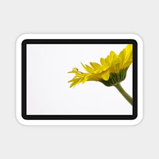 Yellow daisy Magnet