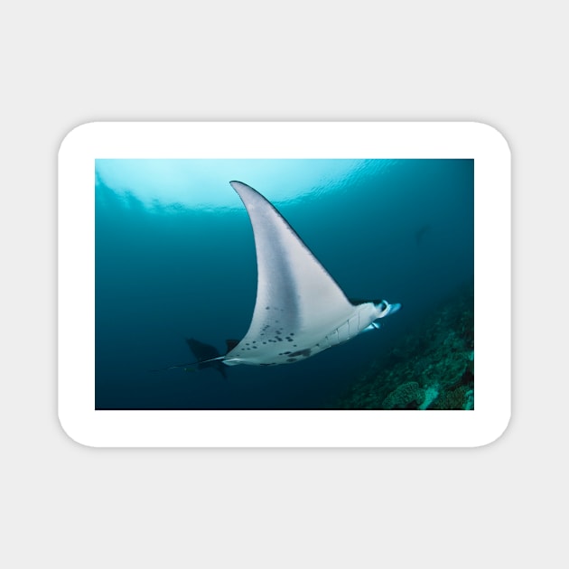 Manta ray (C002/9079) Magnet by SciencePhoto