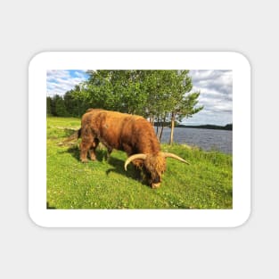 Scottish Highland Cattle Bull 1787 Magnet