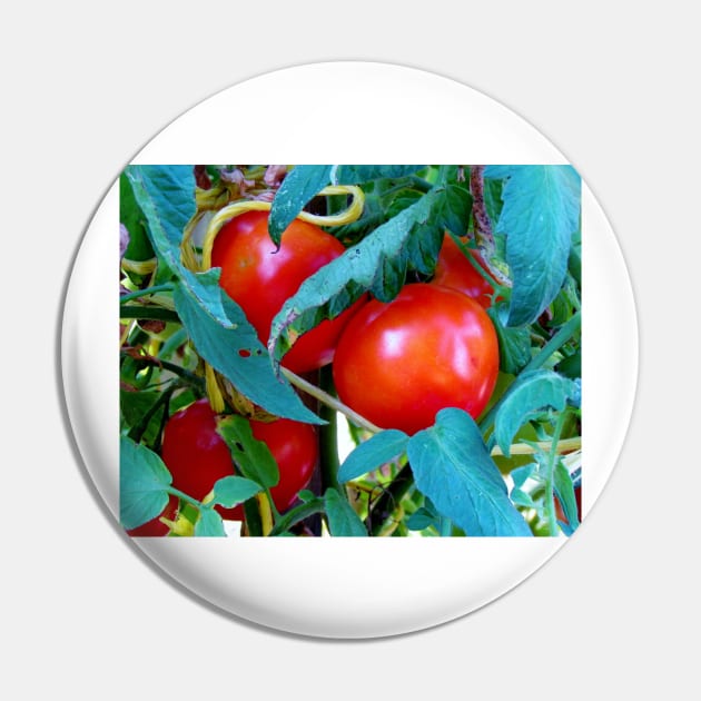 Ripe Red Tomatoes Pin by Cynthia48