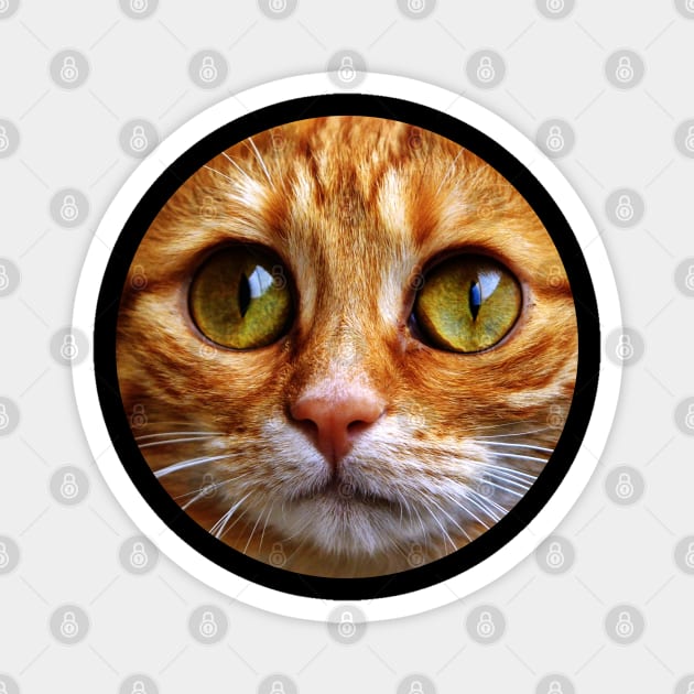 Copy of Cat Pfp , Funy cat Magnet for Sale by GaliaTati