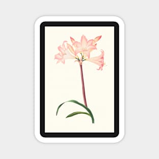 Amaryllis Belladonna - botanical illustration Magnet