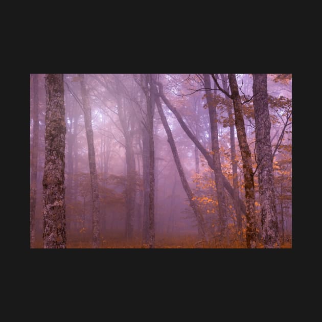 Majestic Mist of Spruce Knob by somadjinn