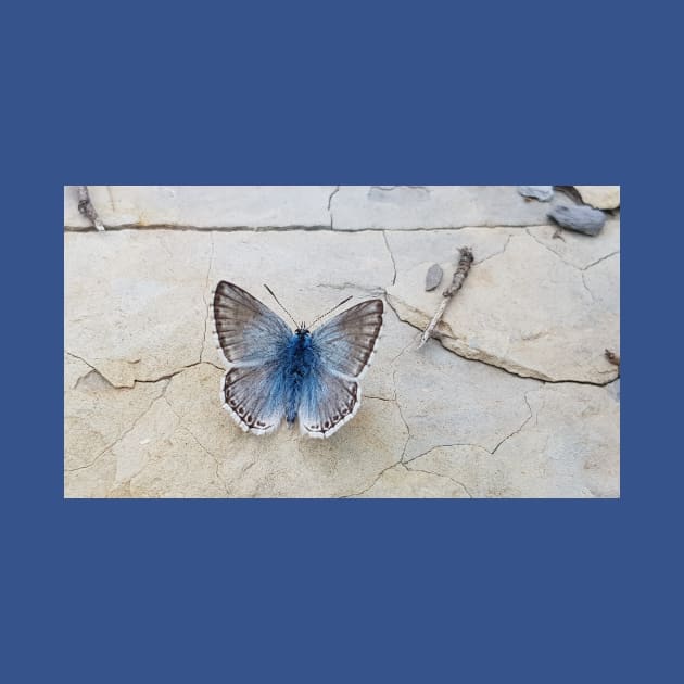 Blue butterfly by GribouilleTherapie