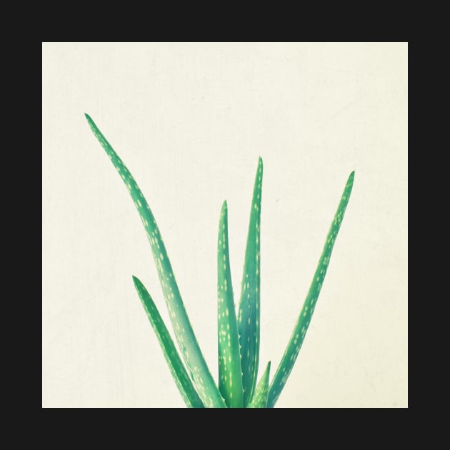 Aloe Vera by Cassia