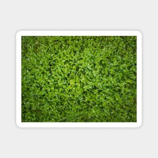 green pasture texture Magnet