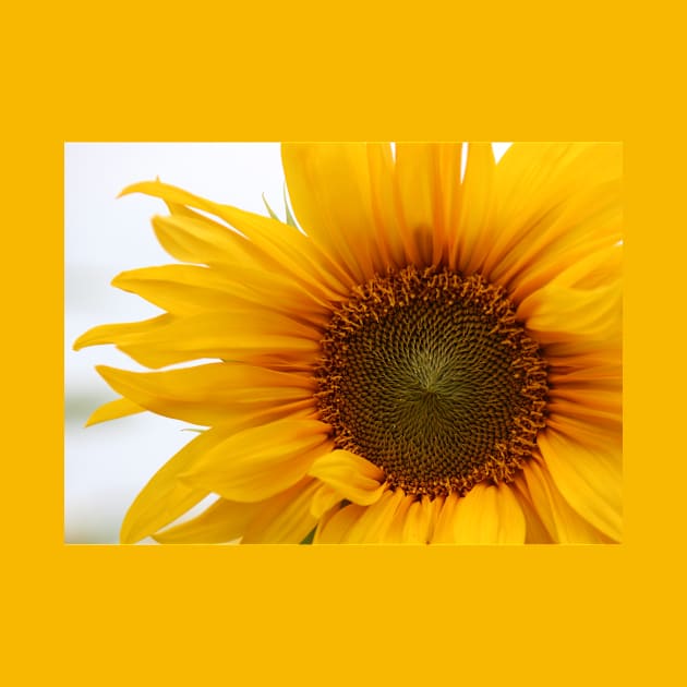 Sunflower by Anne Seltmann Design