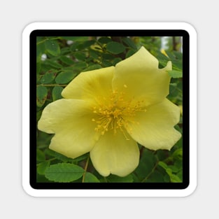 Yellow Rose Magnet