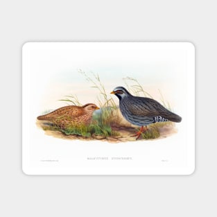 Mountain Quail Magnet