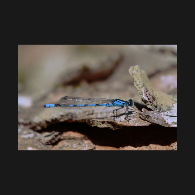 Common blue dragonfly by orcadia
