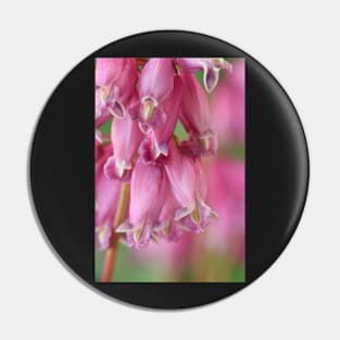 Dicentra Pin