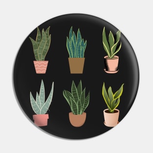 Snake Plant | 6 pots Pin