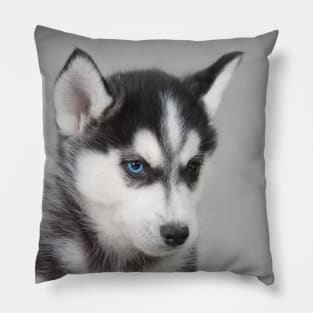 Husky puppy Pillow