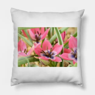 Tulipa  &#39;Little Beauty&#39;  AGM  Tulip  Miscellaneous tulip Pillow