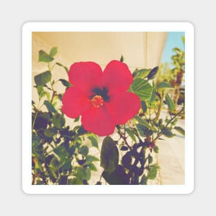 Pretty Red Flower with green leaves nature lovers beautiful photography design Magnet