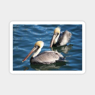 Two Beautiful Pelicans Magnet