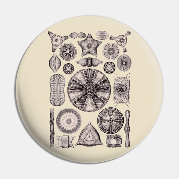 Ernst Haeckel Diatoms Lavender Gray Pin by Scientistudio