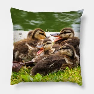 Canada Geese Goslings Huddling Together Pillow