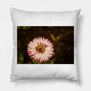 111516 Purple Aster Pillow